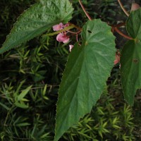Begonia malabarica Lam.